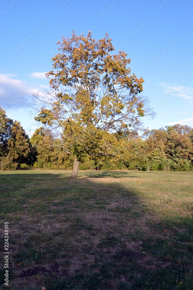 big stand alone tree in late summer