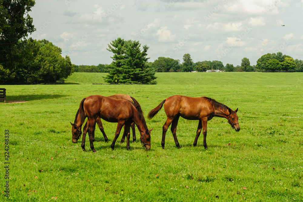 Horses in the field