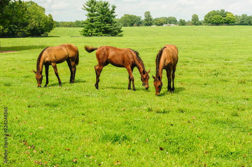 Horses