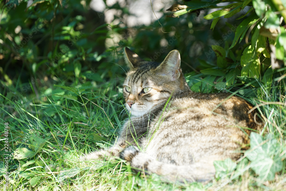 Gray White Striped European Shorthair Cat Lightened In The Garden With Studio Lightning And Produces So Special Sharp Photos
Gray White Striped European Shorthair Cat Lightened In The Garden With Studio Lightning And Produces So Special Sharp Photos