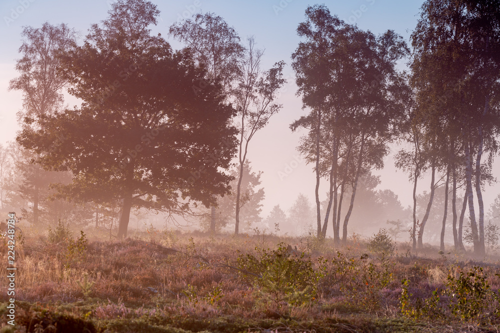 Fototapeta premium Small cluster of trees in early morning mist in a Dutch landscape of heather in a moorland field