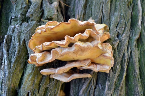brown rosette-shaped tree fungus
