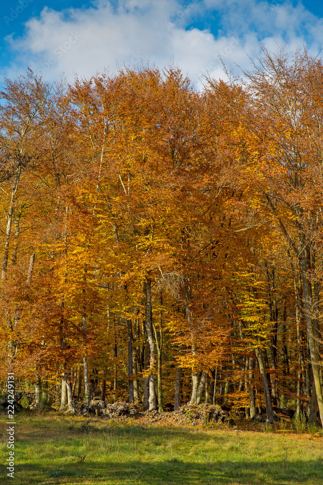 Fototapeta premium Famous beech forest in Spain, near the village Otot, near the volcanoes ambient La Fageda
