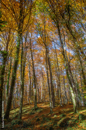 Famous beech forest in Spain, near the village Otot, near the volcanoes ambient La Fageda