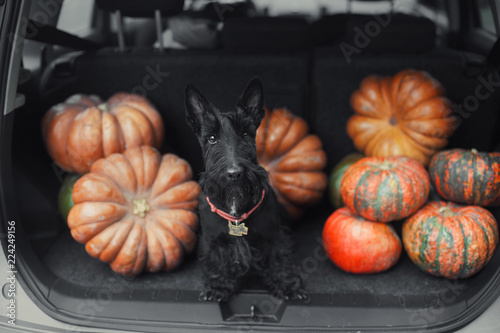 Black scotch terrier dog sitting in the open car trunk full of pumpkins