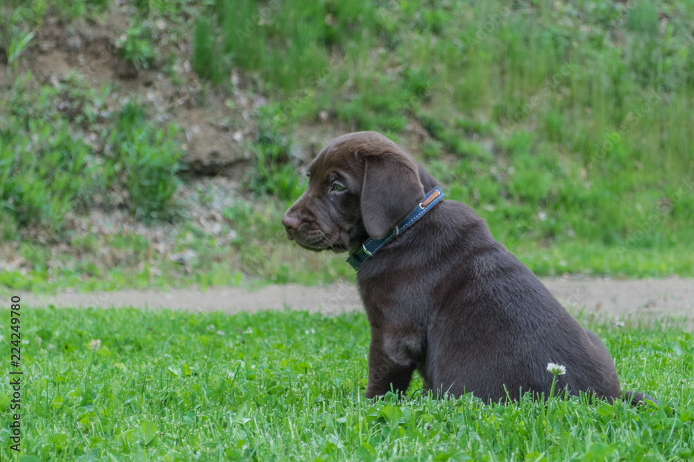 Chocolate Lab Puppy Chocolate Lab Puppy