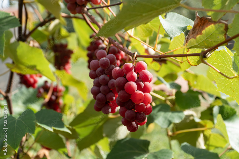 Grapes growing on the branch Grapes growing on the branch