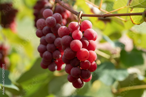 Grapes growing on the branch