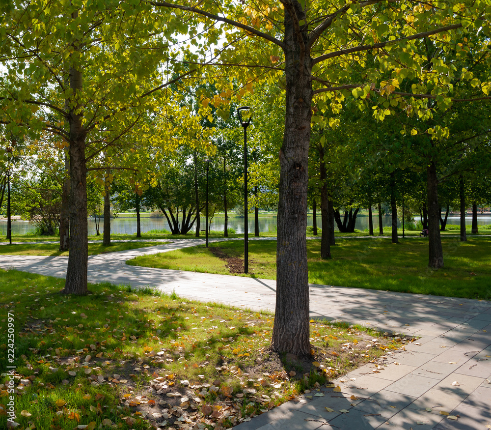Fototapeta premium Path in the Park among the trees
