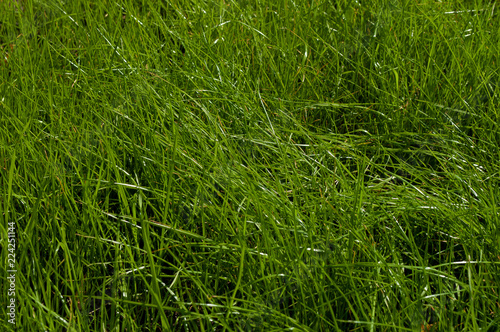 Bright green grass background