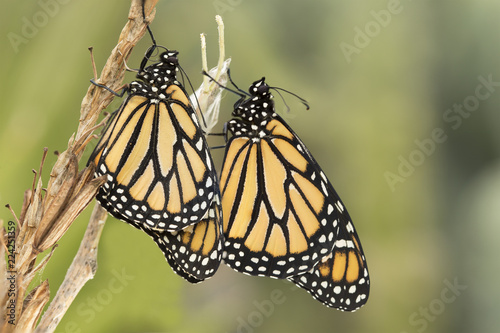 Two Newborn Monarch Butterfly's