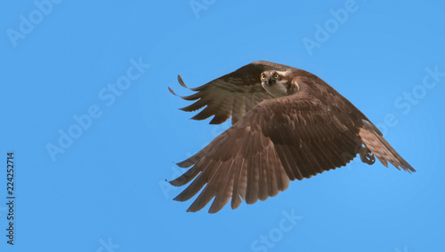 flying Osprey with blue sky background