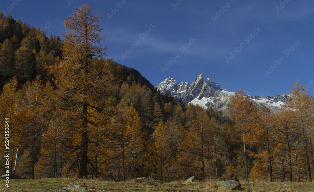 il colore dei alberi e delle cime a fine autunno in valmalenco il colore dei alberi e delle cime a fine autunno in valmalenco
