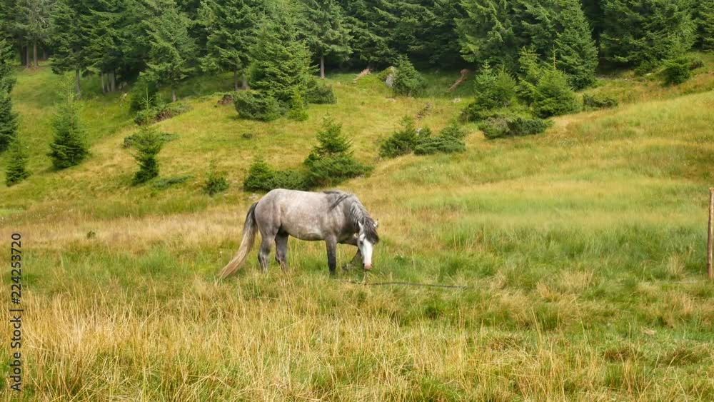 A lonely horse grazes in the mountains. Carpathians A lonely horse grazes in the mountains. Carpathians