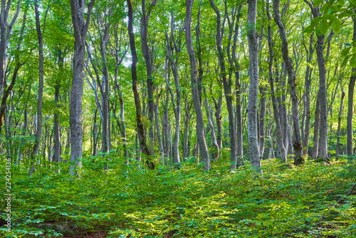 Scenic view of a beech tree in the summer