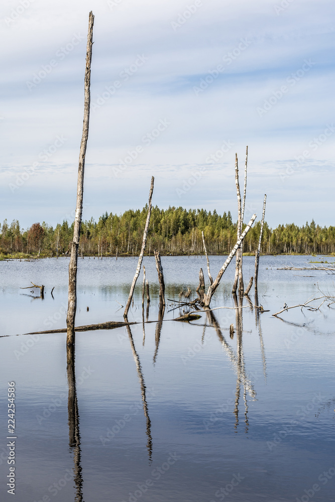 a blue small lake is located in the forest, gulf with growing trees and driftwood, wild nature background a blue small lake is located in the forest, gulf with growing trees and driftwood, wild nature background