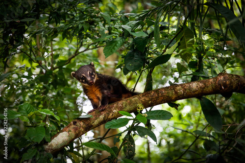 Curious Coati