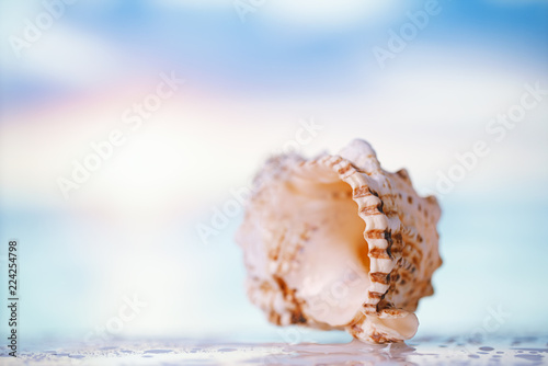 tropical seashell sea shell with ocean , beach and seascape