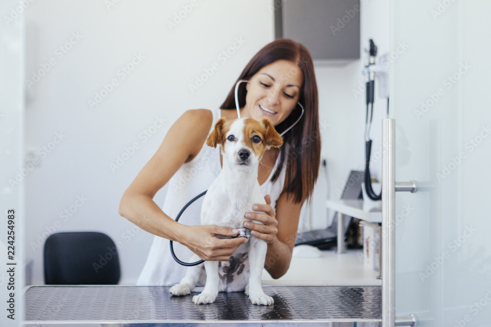 woman doing a examination with a stethoscope on a healthy dog woman doing a examination with a stethoscope on a healthy dog