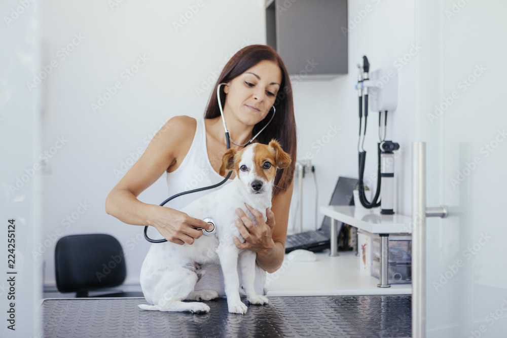 small dog at the medical hospital small dog at the medical hospital