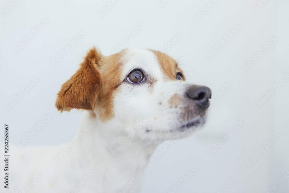 beautiful puppy isolated in white background
