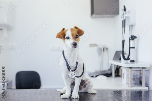 portrait of a young white and brown dog with a stethoscope photo