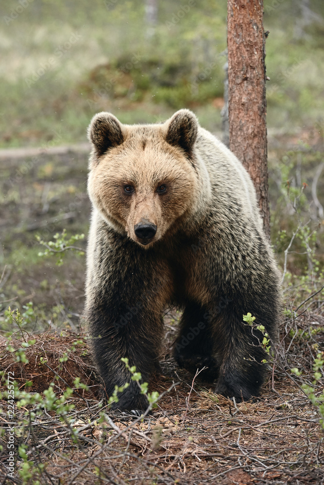 Brown Bear (Ursus arctos) photographed frontally. Brown Bear (Ursus arctos) photographed frontally.