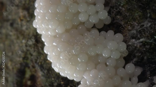 Time-lapse of a slime mould forming fruiting bodies. Lives freely as single cells, are aggregating together here to form multicellular reproductive structures. On a rotting log in Ecuador. photo
