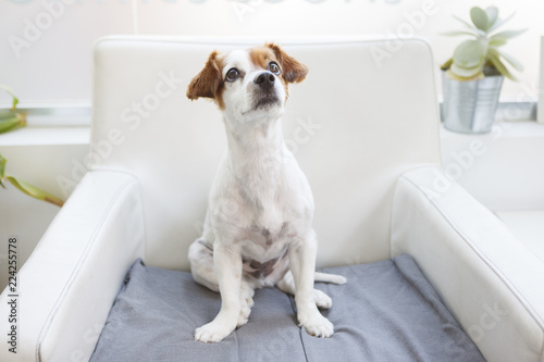 obedient dog on a waiting room