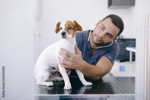 Fényképezés male nurse using stethoscope on a healthy puppy