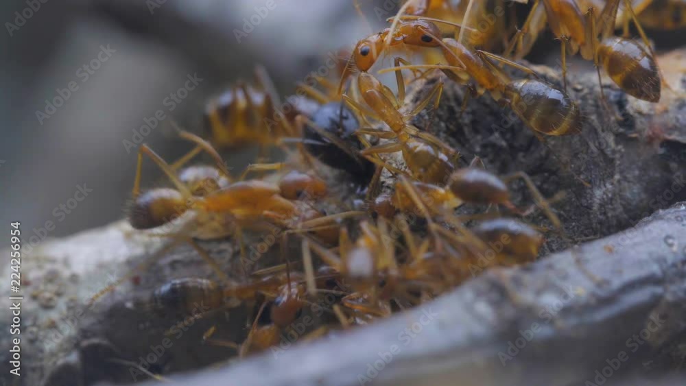 Ants eat nectar from branches of trees. large African, Asian ants on a