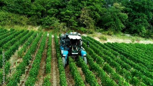 Vendanges dans les vignes 