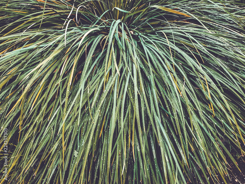 Fresh green grass with dew drops close up. Water driops on the fresh grass after rain. Light morning dew on the green grass. photo