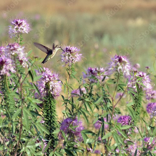 Hummingbirds on wild flowers Rocky Mountain Bee Plant (Cleome serrulata)  in the desert photo