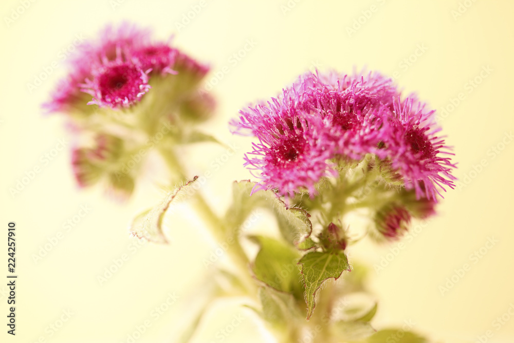 Close up of little pink wild flower Close up of little pink wild flower