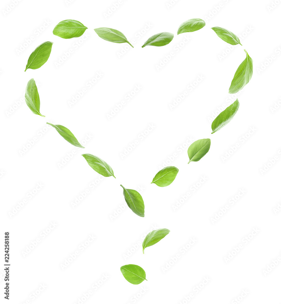 Heart made of green fresh basil leaves on white background Stock