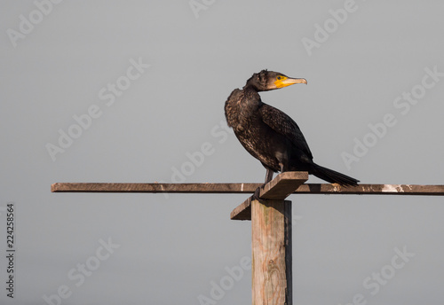 Phalacrocorax carbo on the landing zone.
