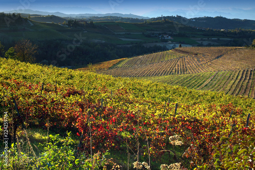 View on vineyards of Langhe Roero Monferrato, UNESCO World Heritage in Piedmont, Italy. photo