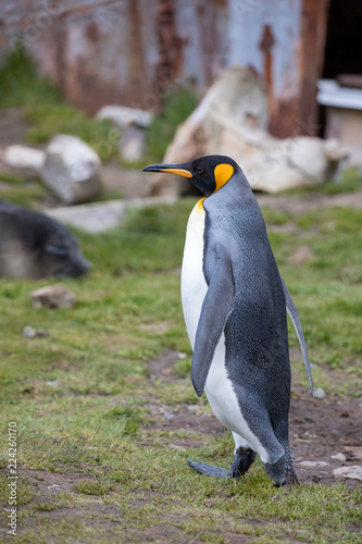 penguin in the arctic