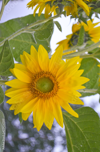 Fototapeta Naklejka Na Ścianę i Meble -  Yellow sunflower flower