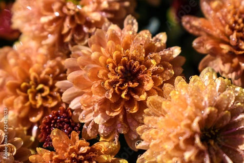 Close-up of morning dew on a pot of mum flowers © T. Schmidt