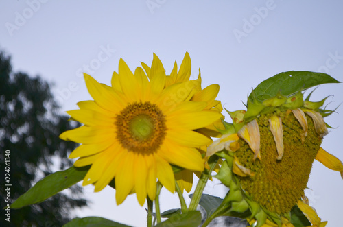 Fototapeta Naklejka Na Ścianę i Meble -  Yellow sunflower flower