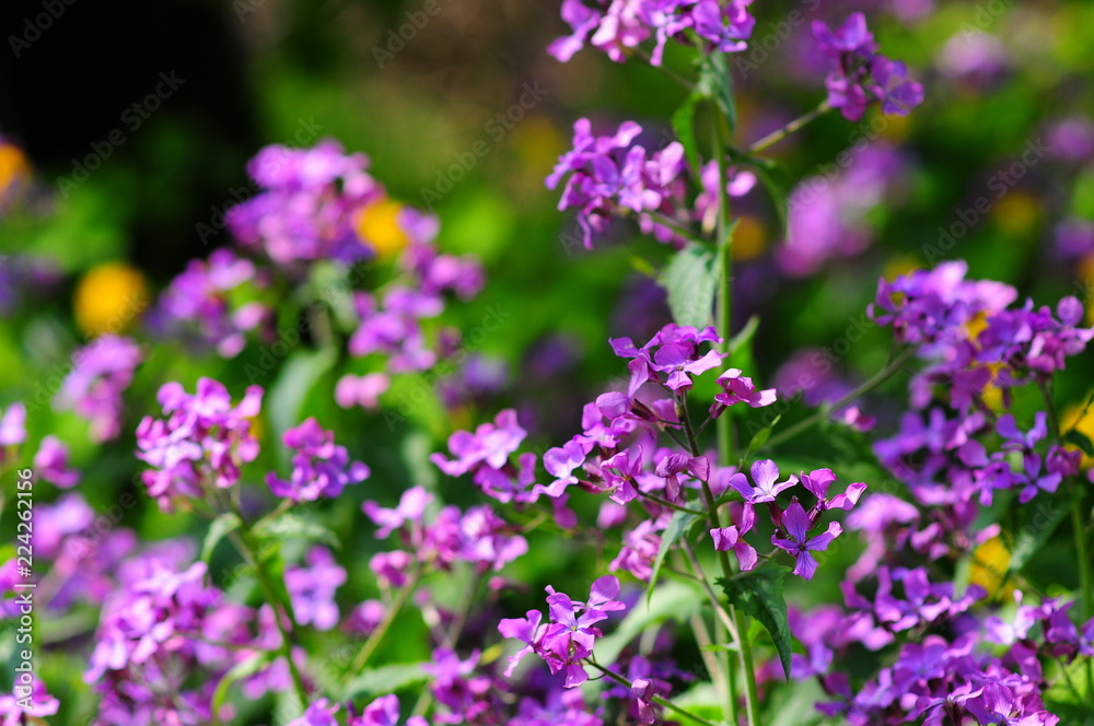 Viola reichenbachiana, the early dog-violet, or pale wood violet Viola reichenbachiana, the early dog-violet, or pale wood violet
