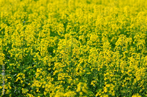 Oilseed rape crop, Brassica napus, background © Emeryk_3_Drozdowski