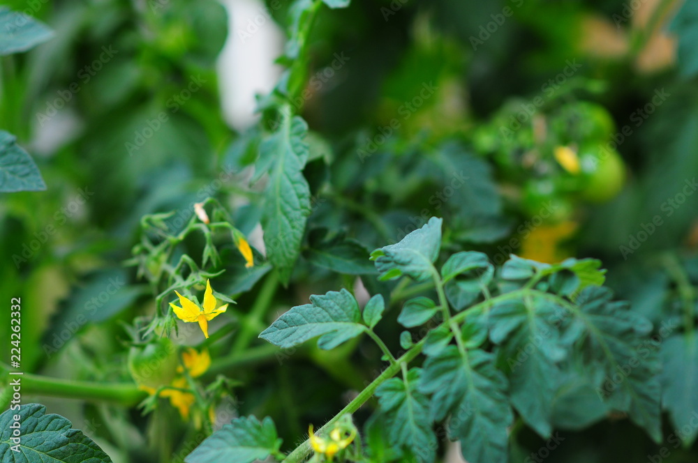 Solanum lycopersicum. Tomato flower Solanum lycopersicum. Tomato flower