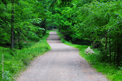 Mountain Path  Track in the forest