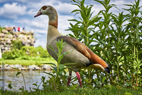 Egyptian Goose on grass by lake