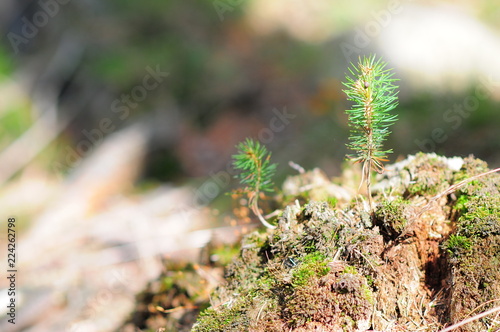 Young tiny spruce (Picea) in the forest