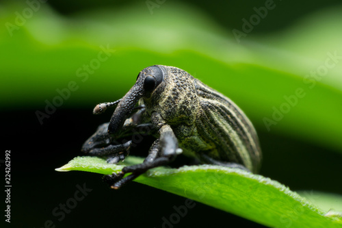 Quadro em tela Boll weevil, Black weevil on leaf green background