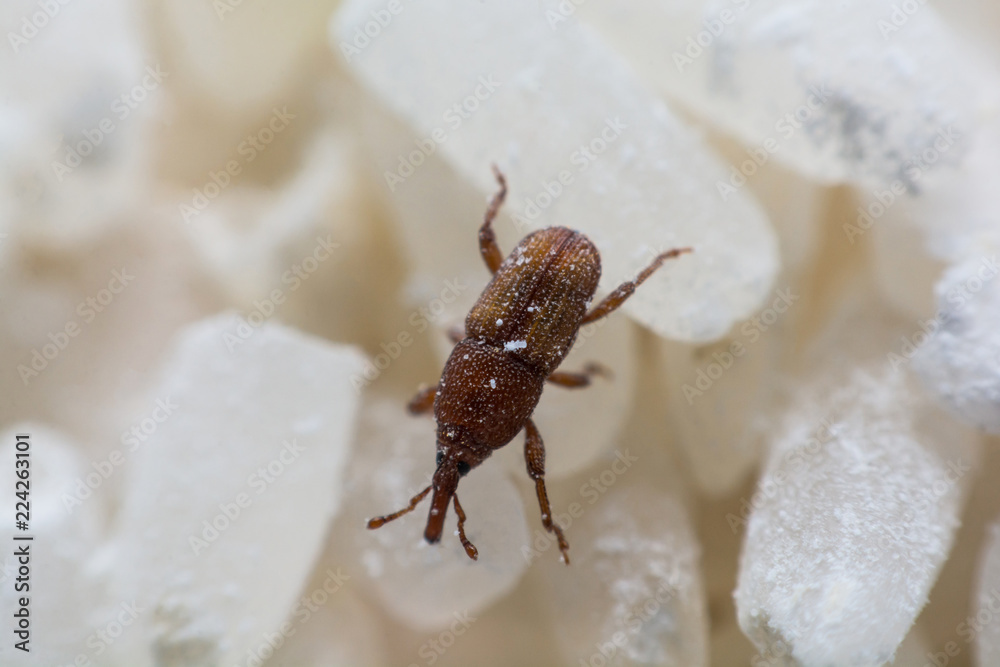 Rice weevil, or science names Sitophilus oryzae close up on white Rice destroyed. Rice weevil, or science names Sitophilus oryzae close up on white Rice destroyed.